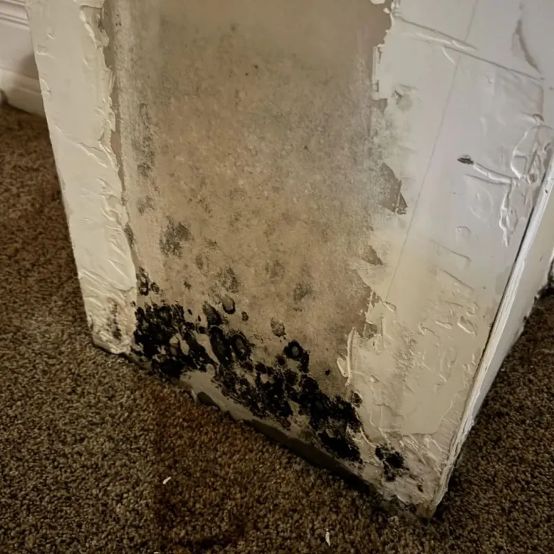 Professional Mold Removal in Buckhorn, CA